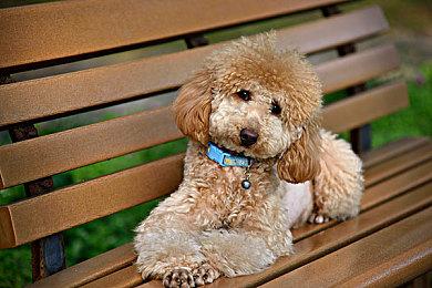 《恐惧饥饿》1.1版本更新 新血咒码头和皮肤